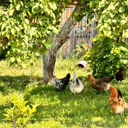 Eco House Summer Garden Kaji-Say Zewnętrze zdjęcie