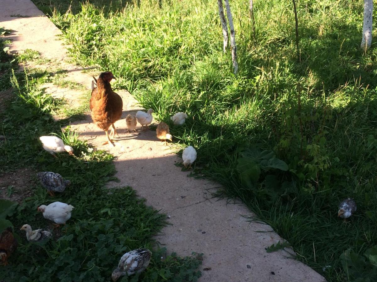 Eco House Summer Garden Kaji-Say Zewnętrze zdjęcie